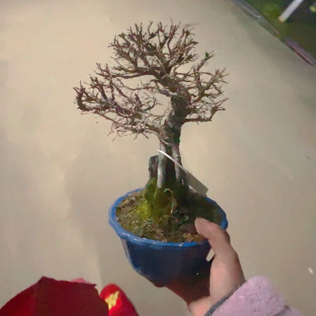 杂木盆景举树一物一拍