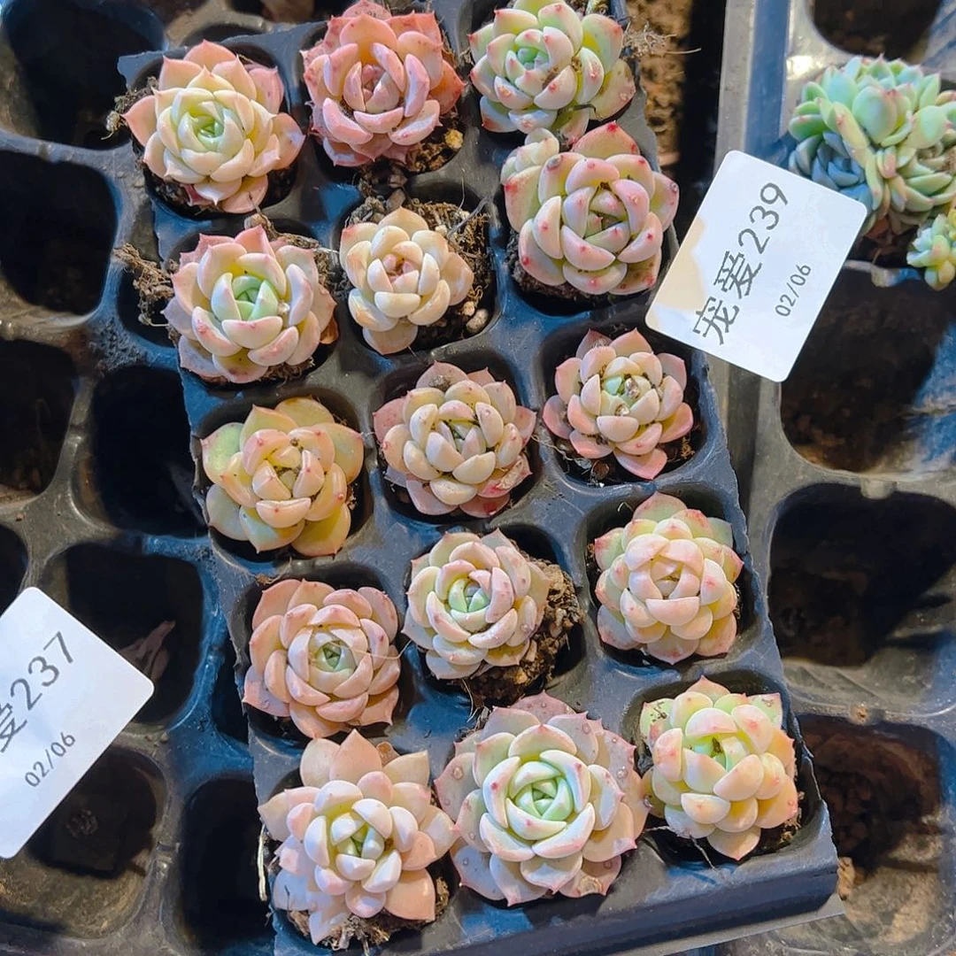 直播福利一物一拍239