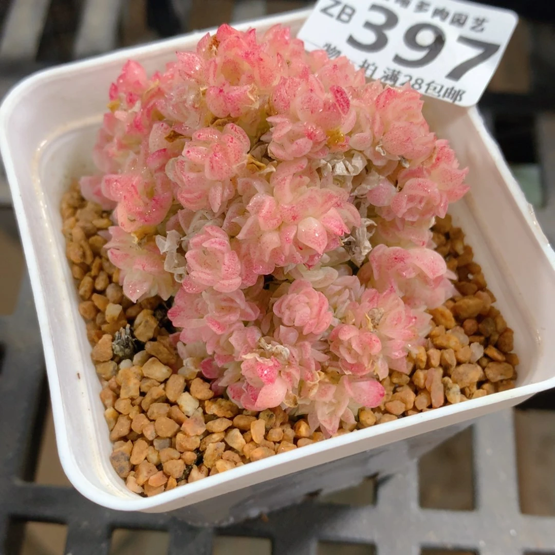 肉萌萌拇指盆精控多肉ZB397