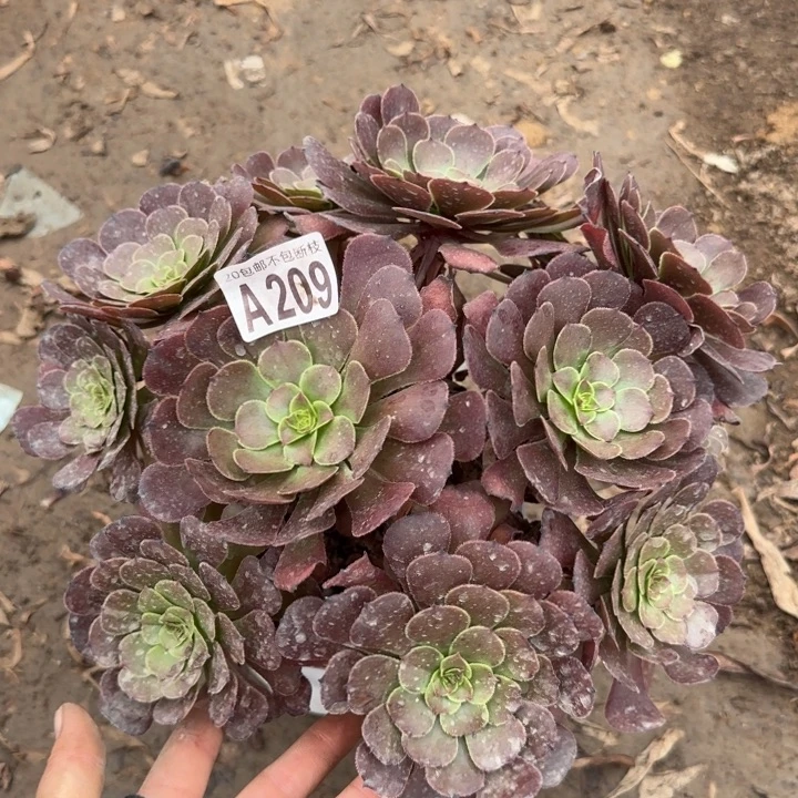 黑萝莉……多肉植物……
