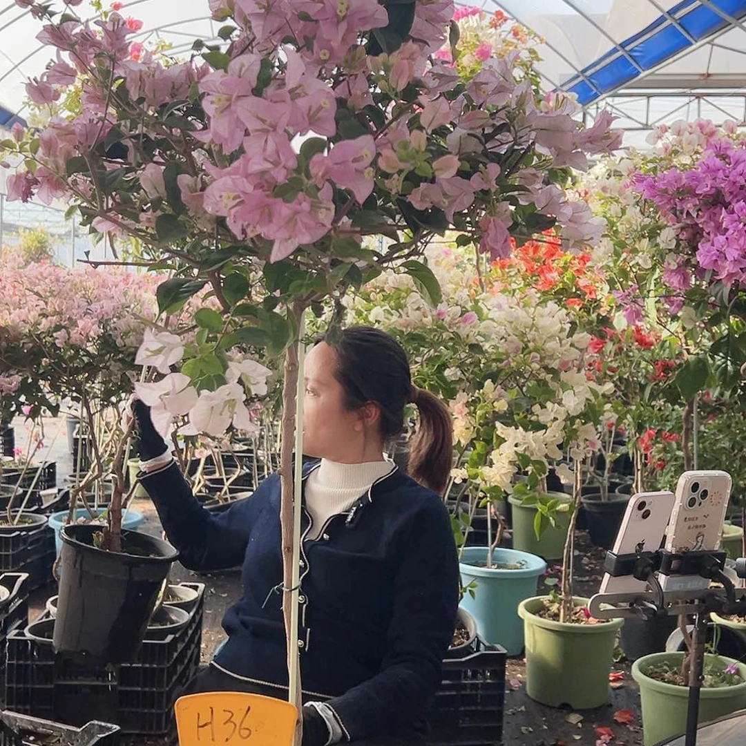 小***媚大部分花苞少量开放H36丽娜