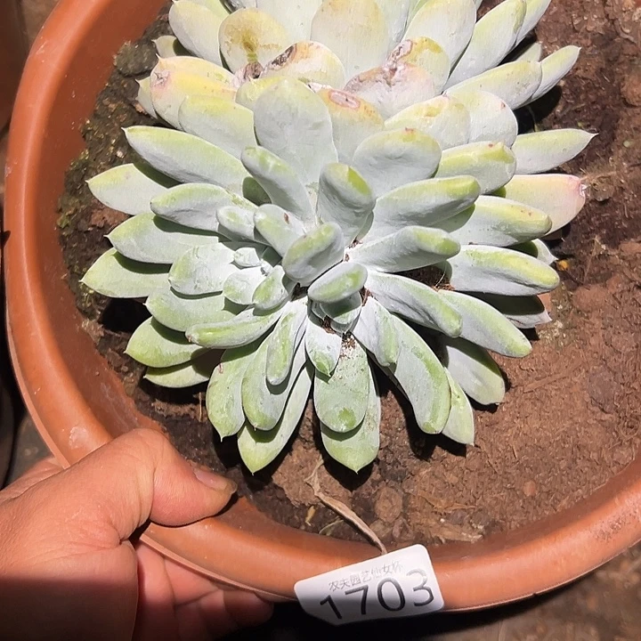 仙女杯多肉植物杂交