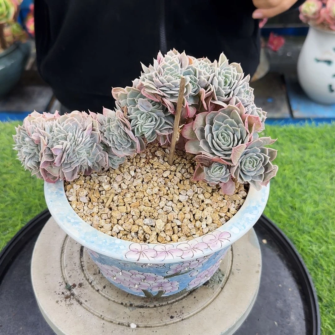 多肉植物不带盆发货