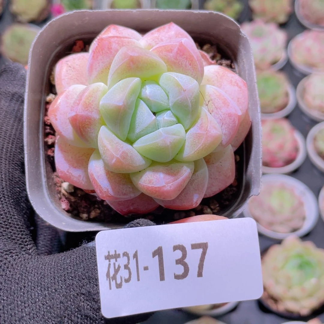 T****e花利美31-137冰玉
