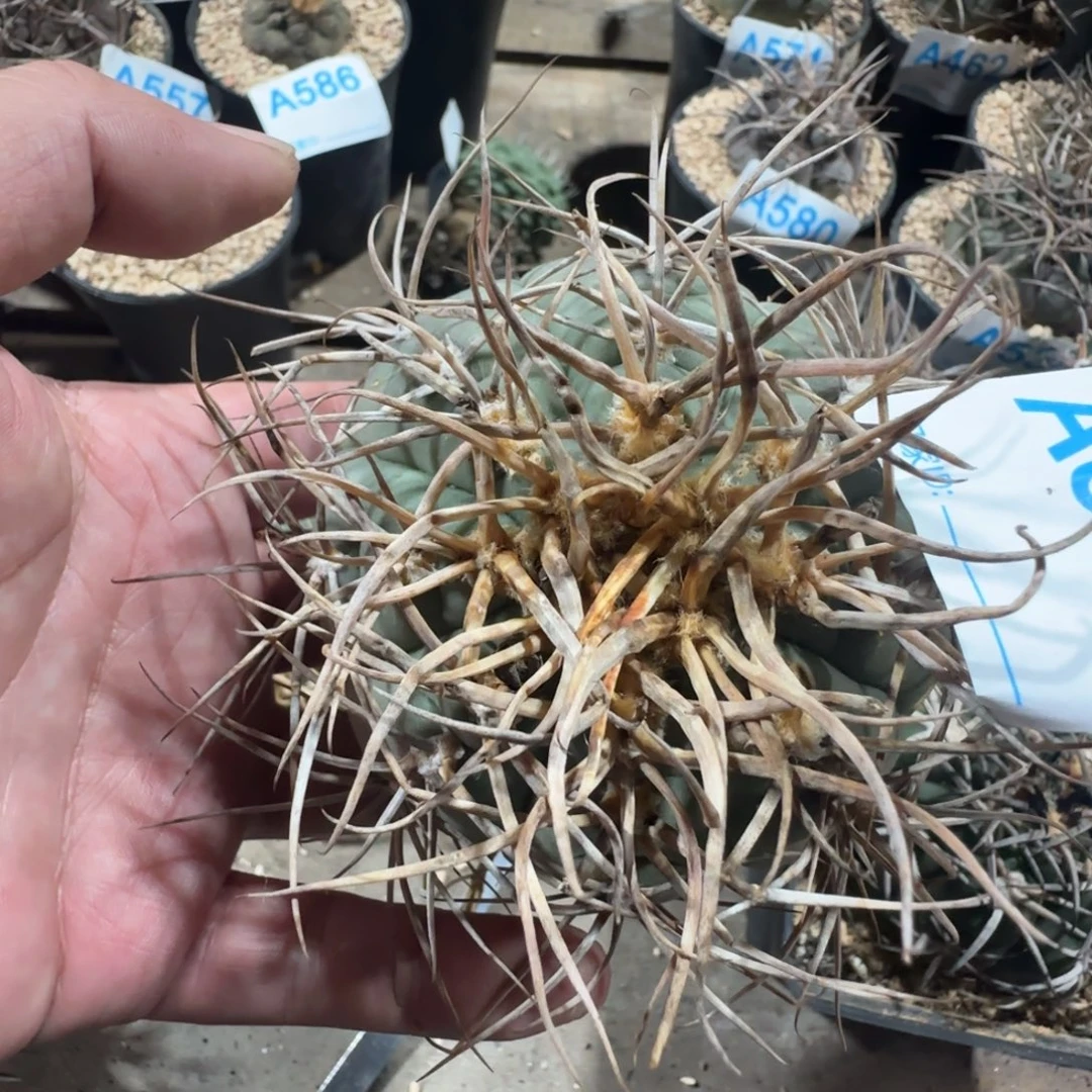 行***客光林玉 自根仙人球608
