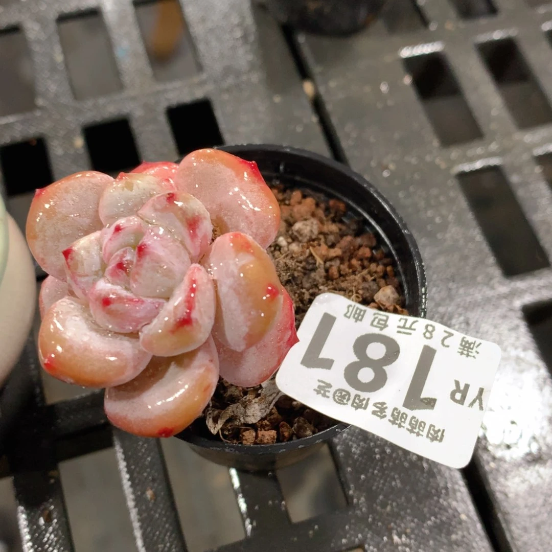 肉萌萌拇指盆精控多肉YR181