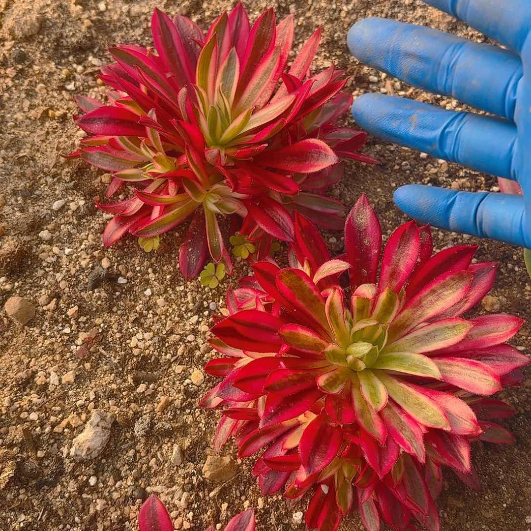 火狐多肉植物两颗5-8厘米