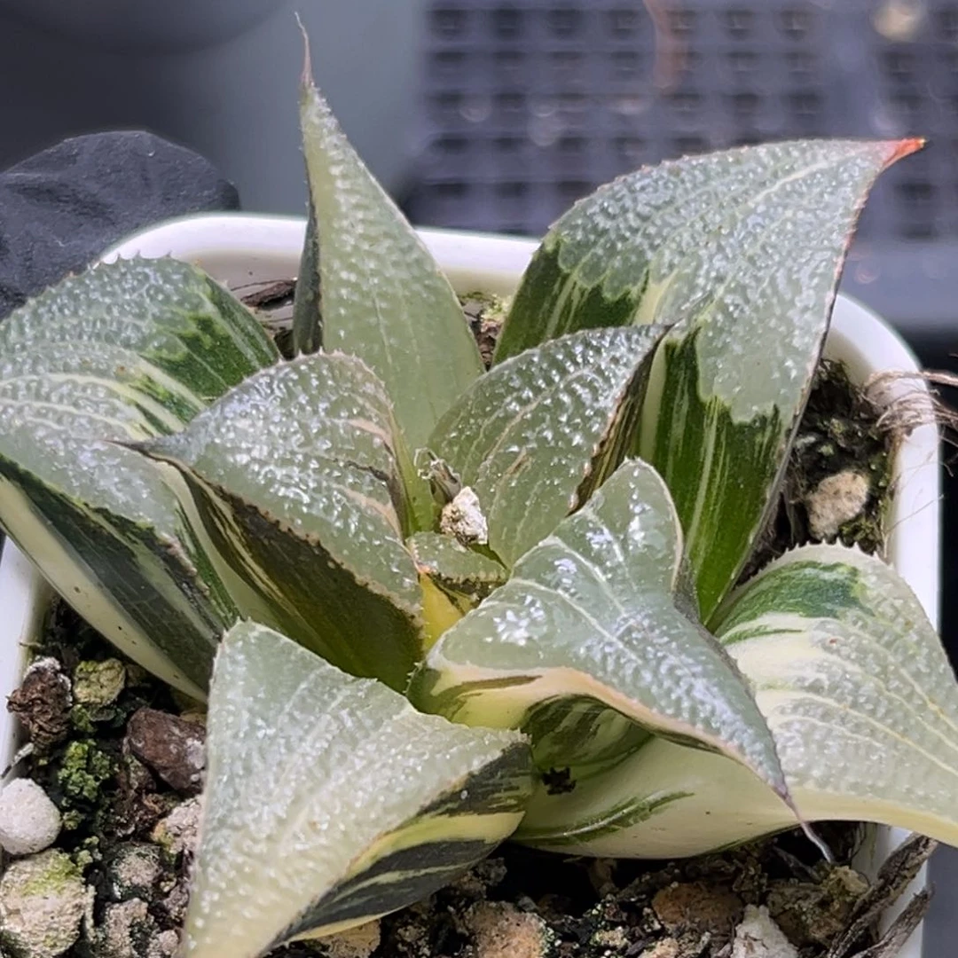 恭喜发财大吉大利2057