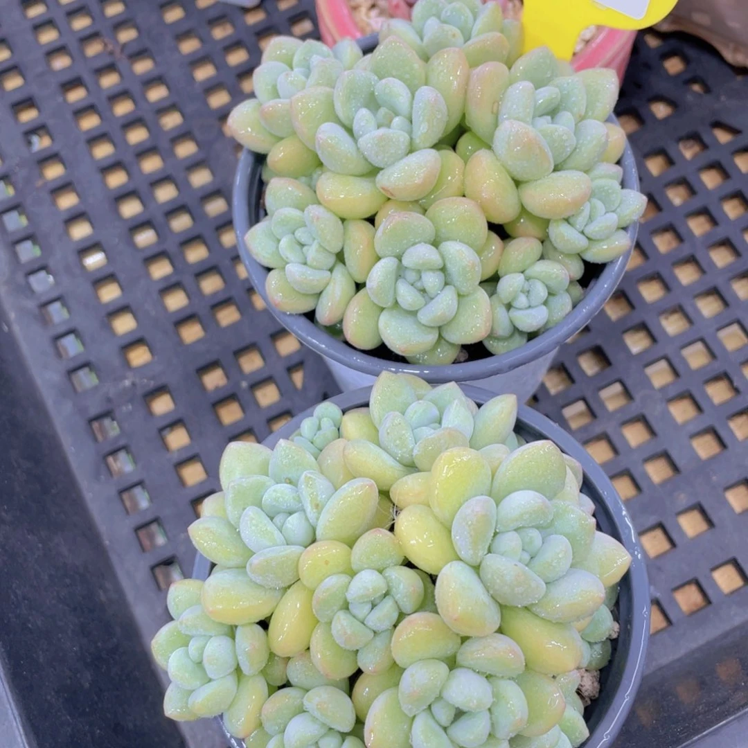 851号 丸叶泡泡糖捧花群一个