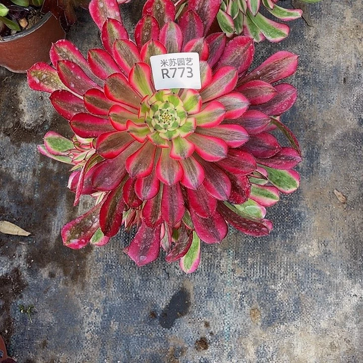 773多肉植物的生长
