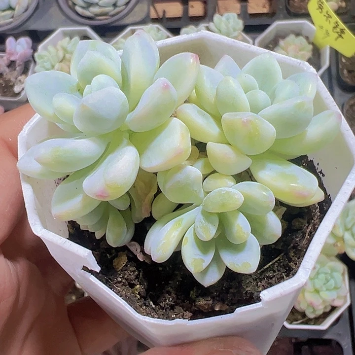劳尔锦精品多肉植物大战