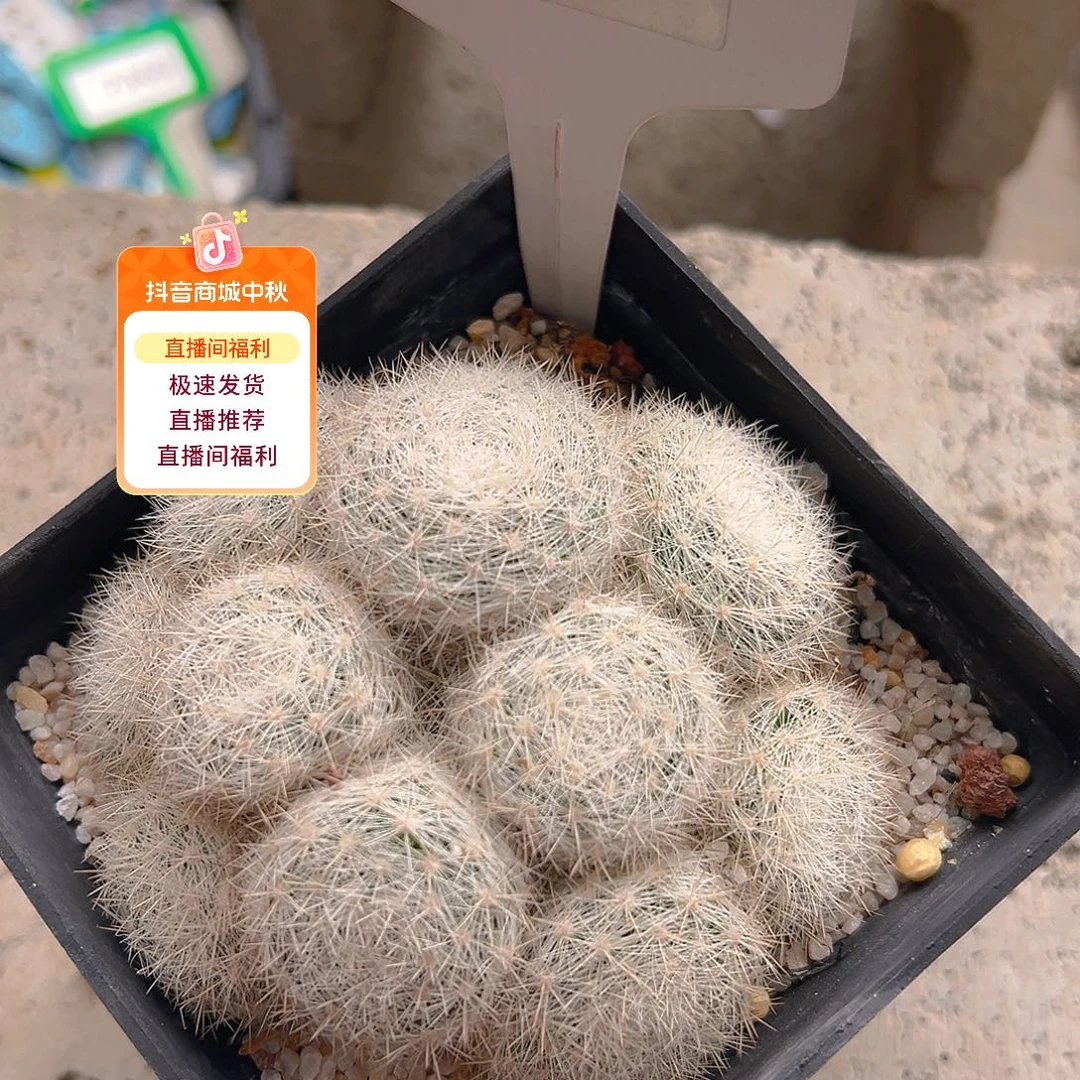 7412雪白丸实生裸根发货
