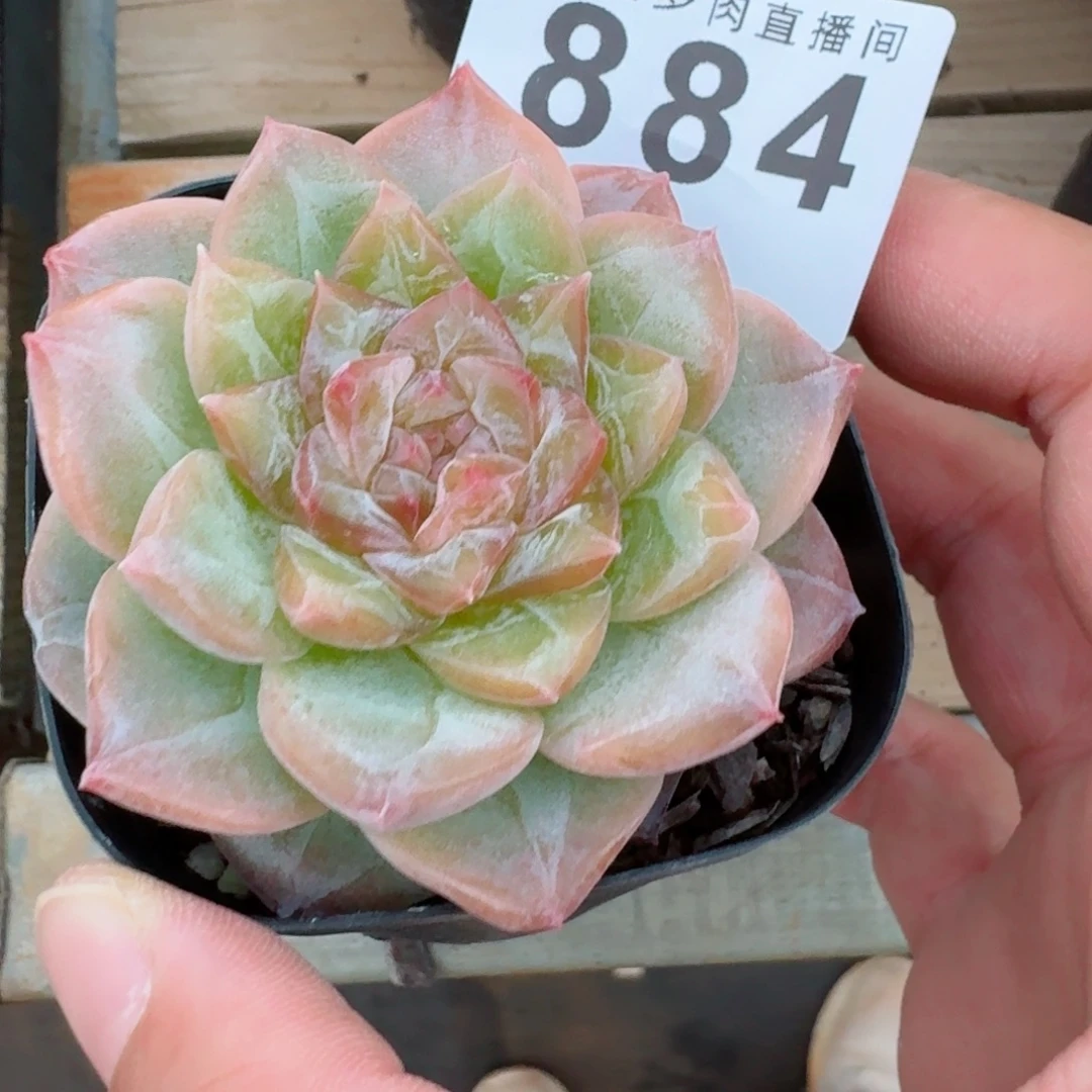 佛洛依德            精美多肉植物