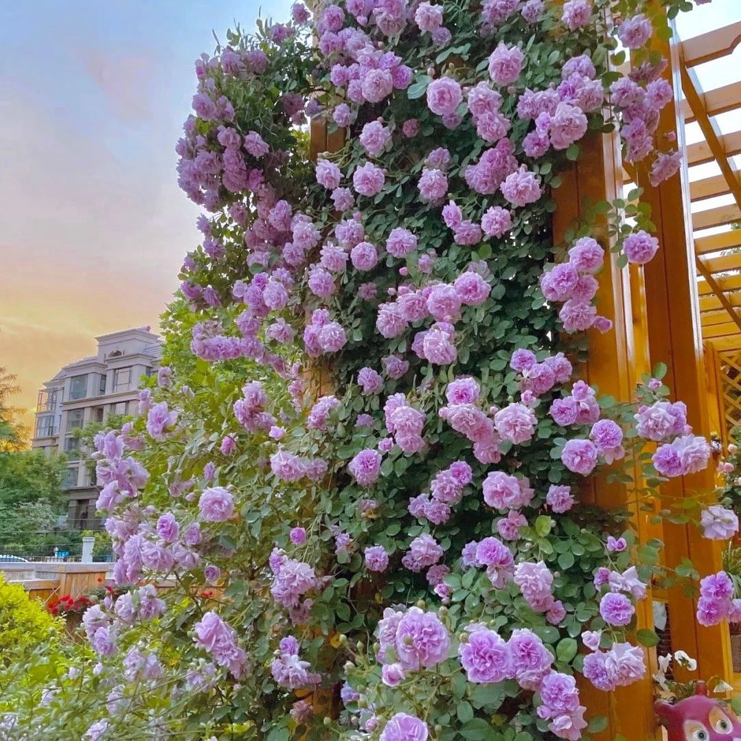 藤本月季蓝色阴雨阳台庭院小型爬藤蔷薇花苗多头四季开花垂吊花卉