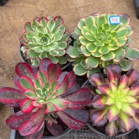 548多肉植物组合