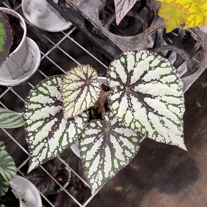 完全开放大王秋海棠