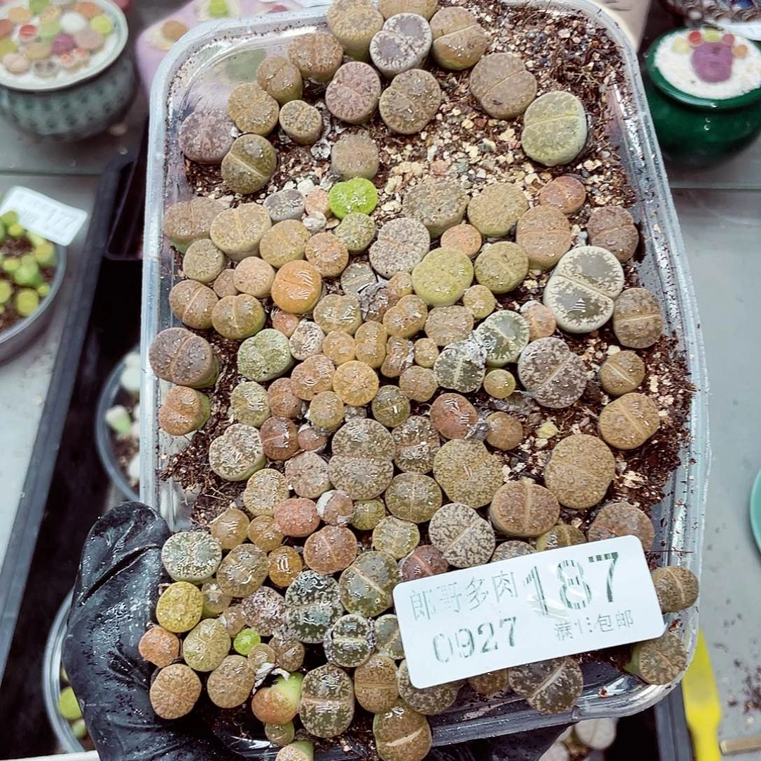 生石花满18包邮0927-187