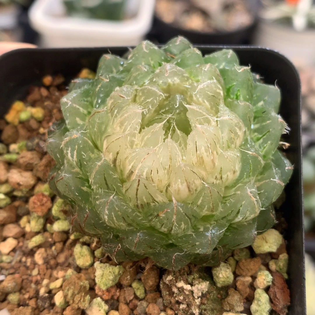 翠云玉露锦，带盆发货