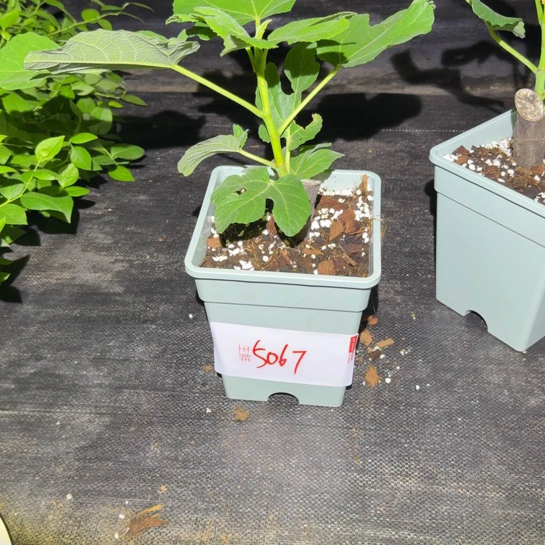 羽*格莱斯无花果加仑盆栽