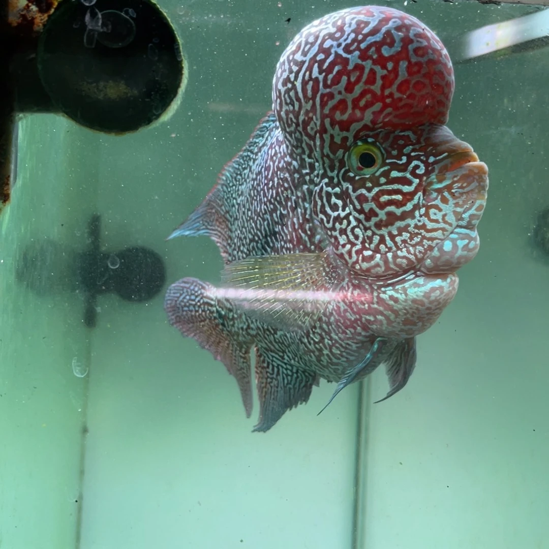 惠***伟罗汉鱼罗汉鱼金花泰金