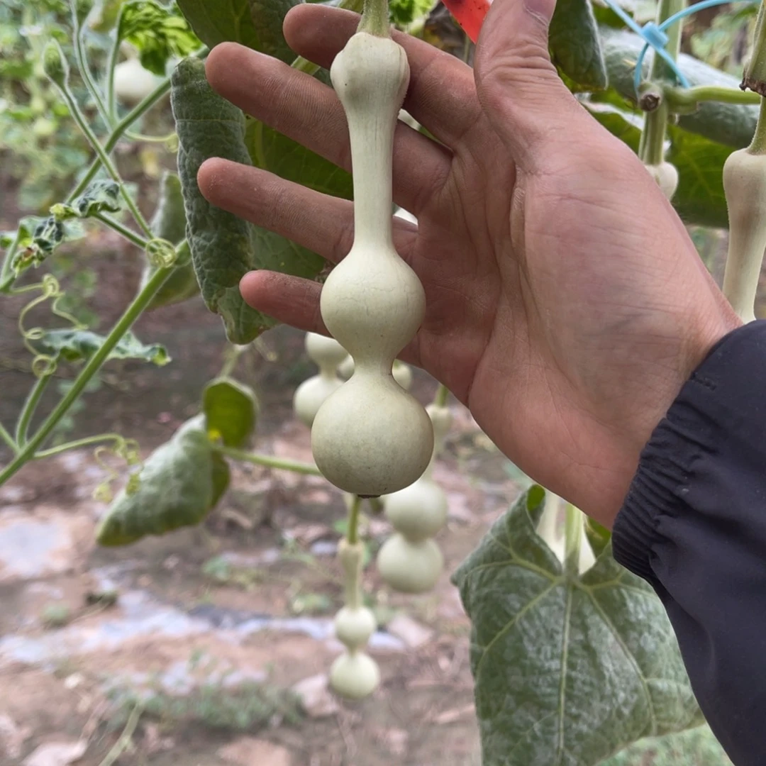 ****睡有机玻璃打龙啊一个月下架