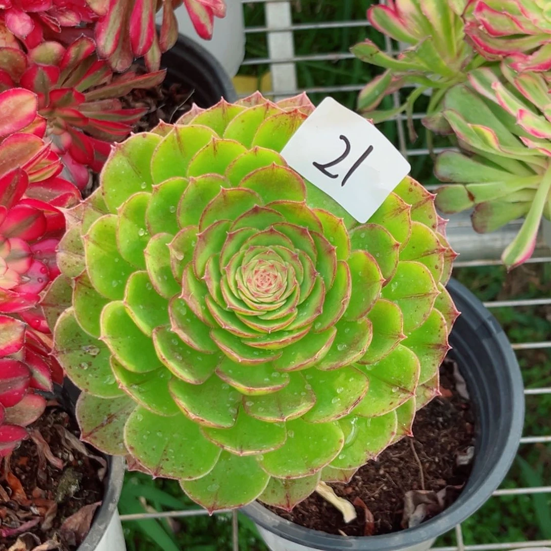 一物一拍多肉法师21