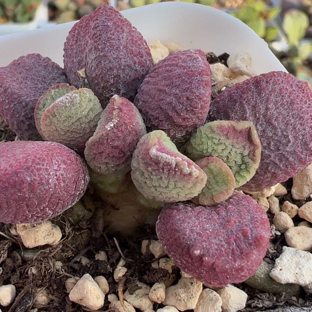 夏娃多头纯木质桩多肉植物
