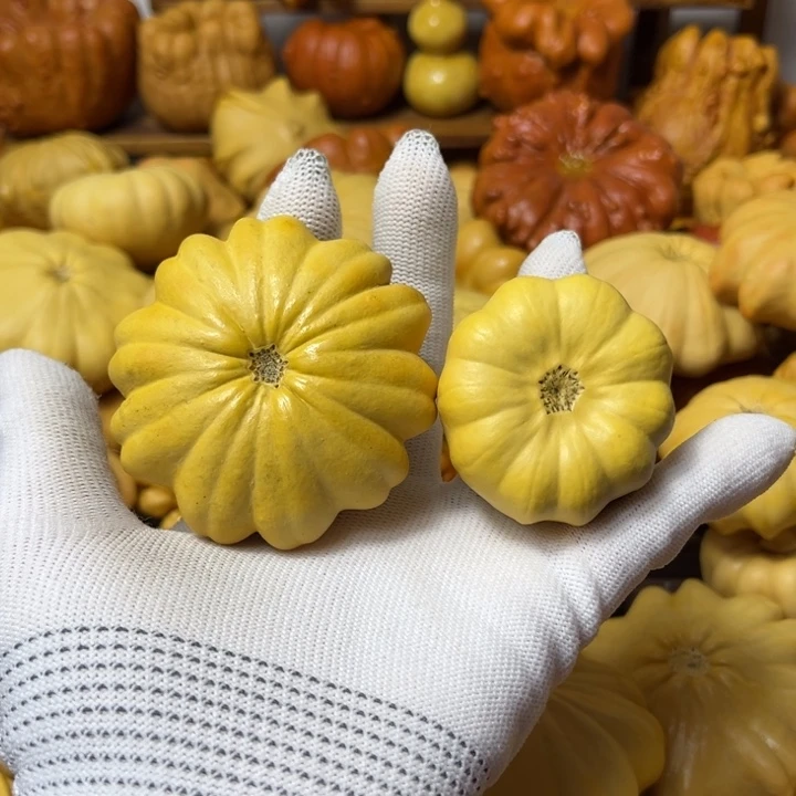 我的墨西哥七彩葫芦