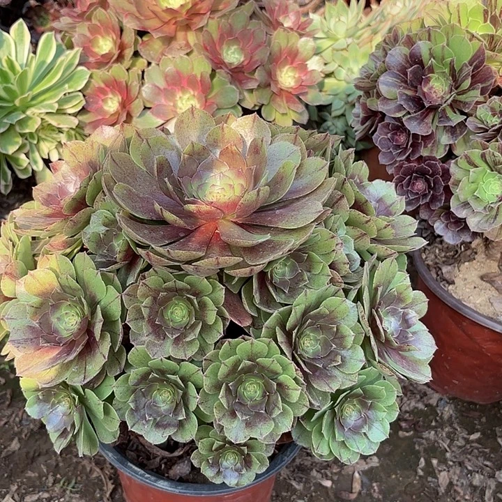 多肉植物万拉丝34