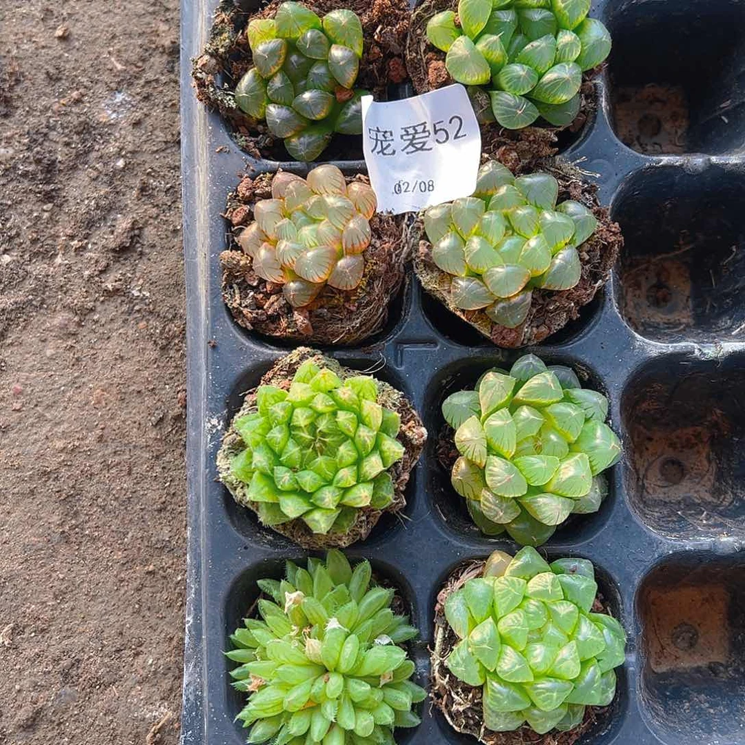 直播福利一物一拍52