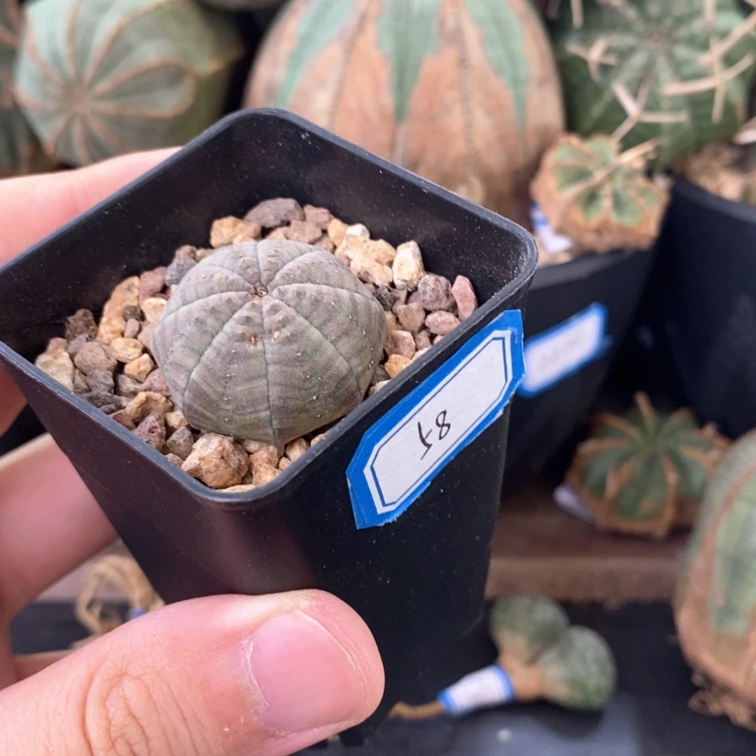 20 欧系实生布纹球多肉植物