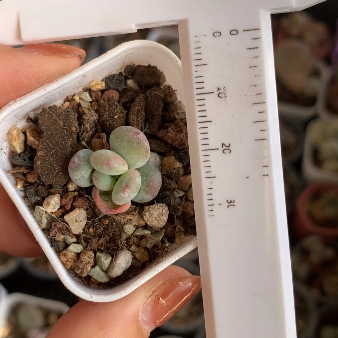 雪宝 不满28发到付，发一片叶，~