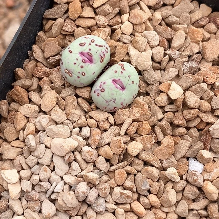 1355厚嘴唇小红嘴