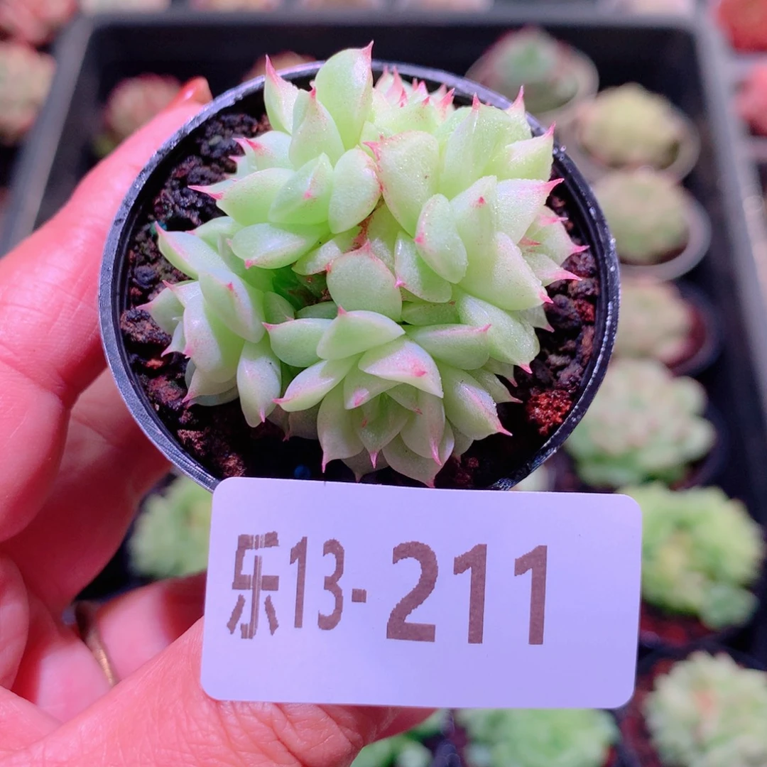 乐然13-211 麦秆群