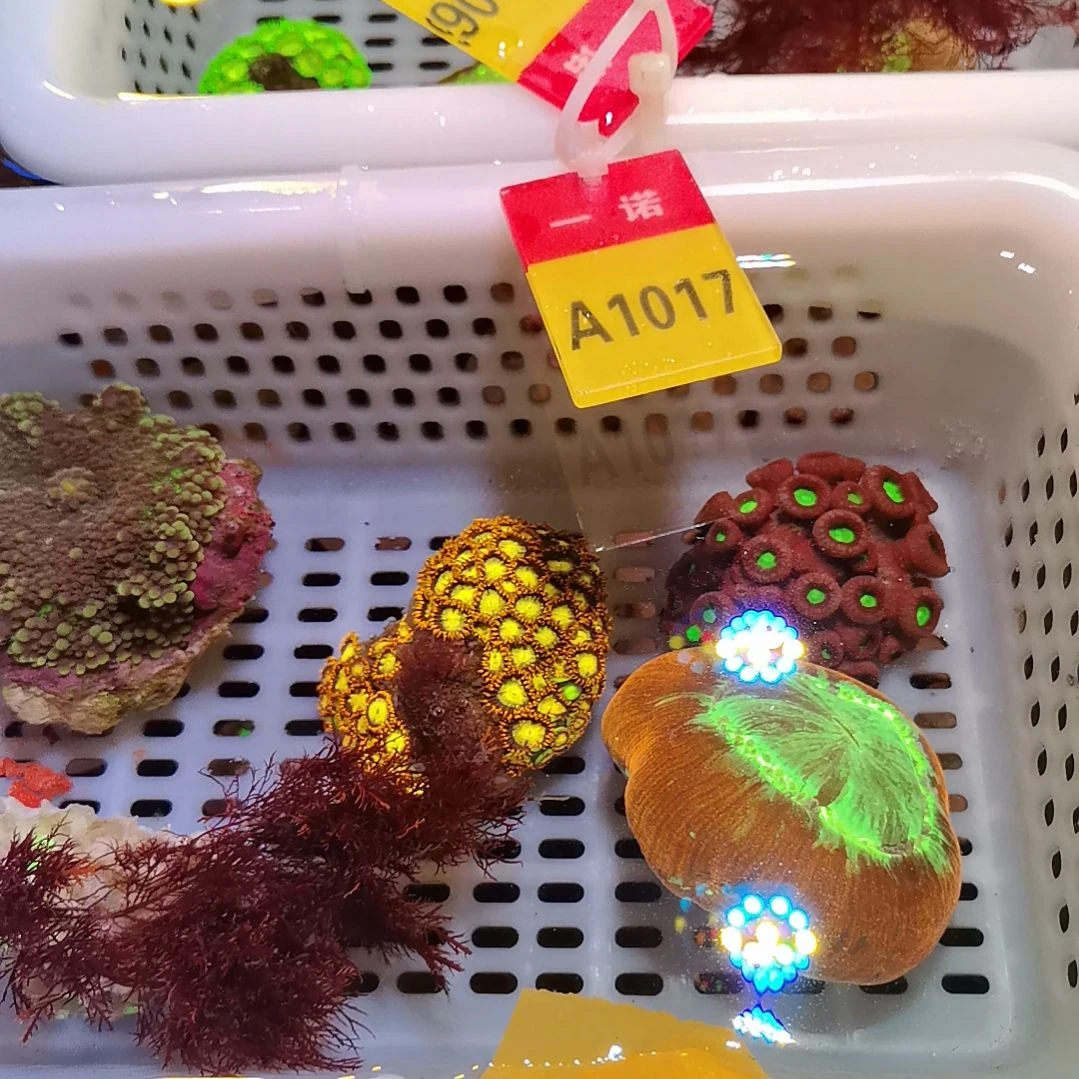 纽扣珊瑚1017纽扣珊瑚