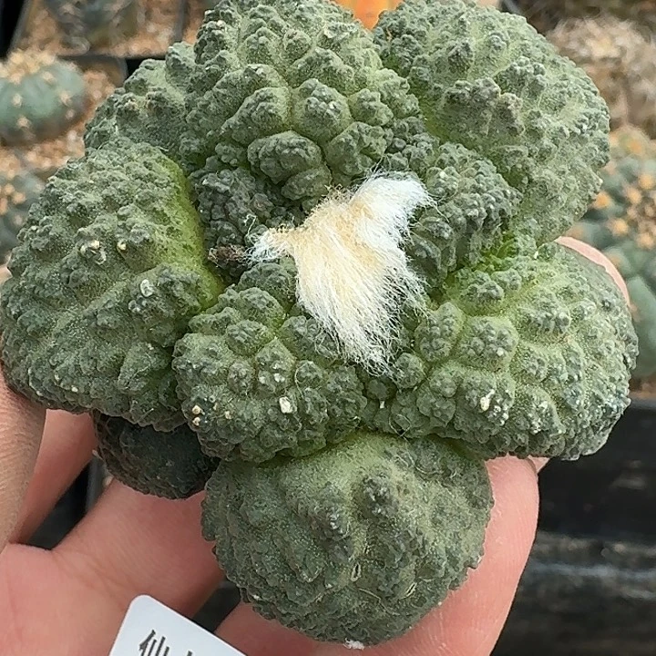 无花朵落地哥斯拉386