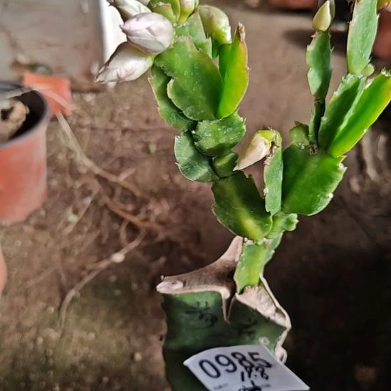 =***=荷花仙子嫁接零度之上包邮985