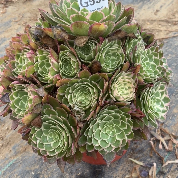 多肉植物 995 海王,