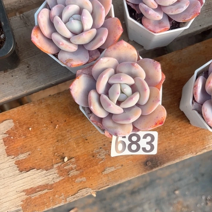 ?****?多肉植物一物一拍