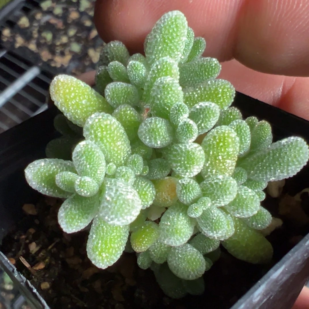 实生冰晶55杯老桩福利