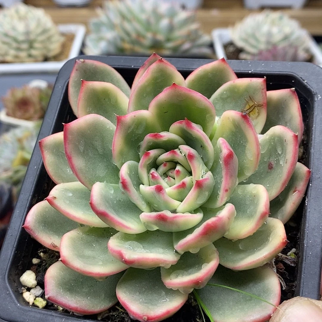 23104 蔚蓝乌木锦 需延时发货