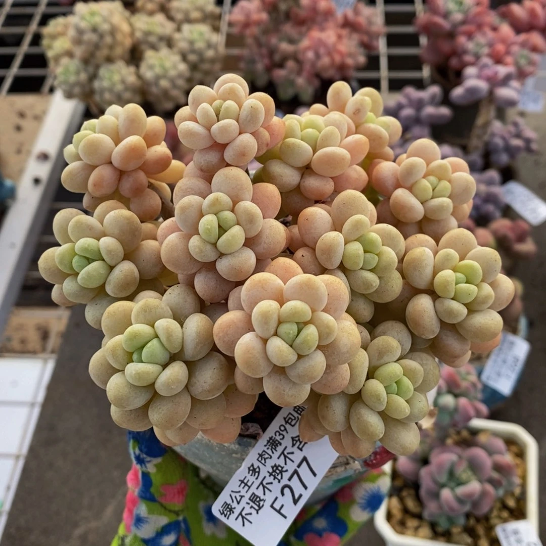 洛可可277/10cm多肉