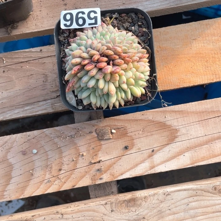 晶*多肉植物一物一拍