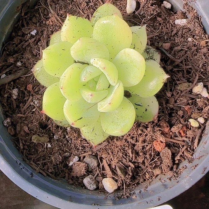 花时光精品多肉05
