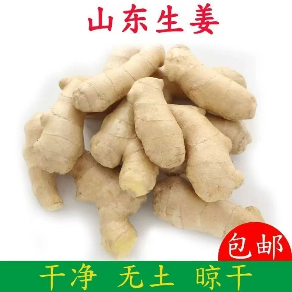 【直播间专属】山东特产黄姜块老姜辛辣味浓可作调味品