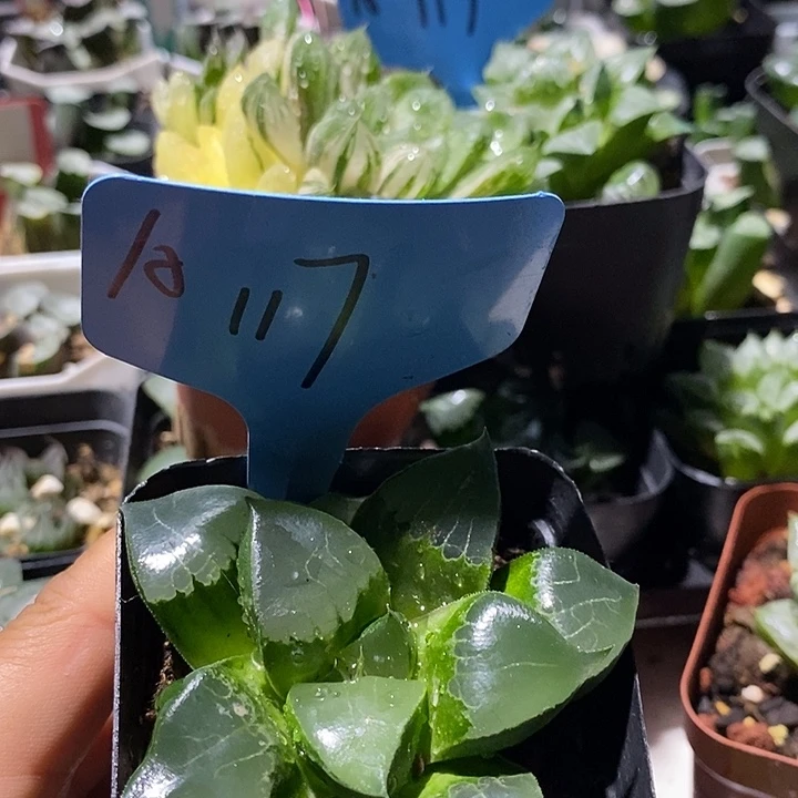 117龙喜寿好可爱好