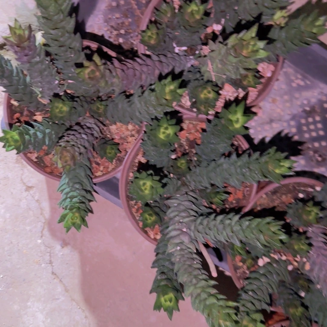 块根植物块根植物