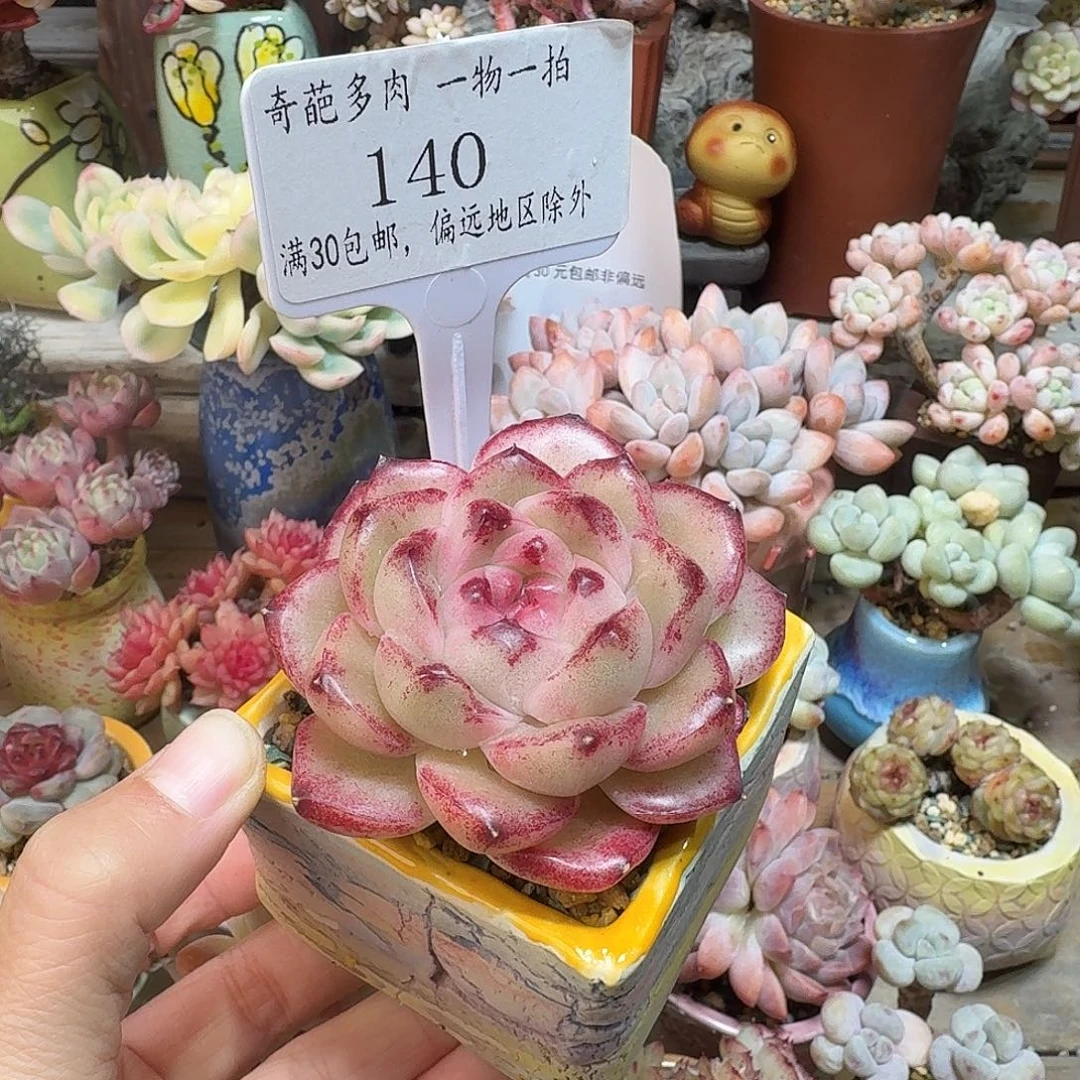 140 多肉含盆土30元包邮除偏远