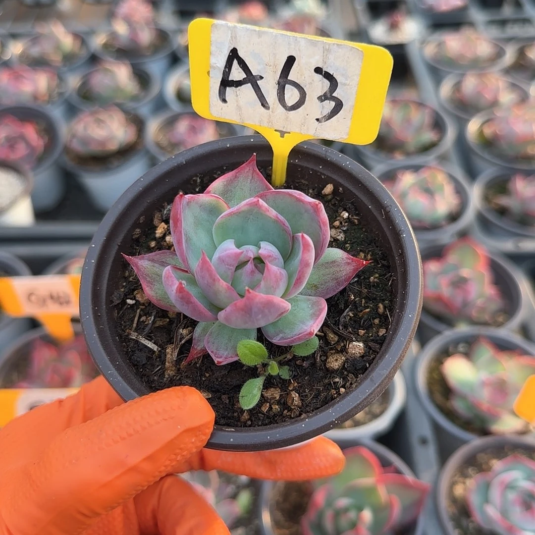 熊***毛A63惊鸿单头多肉