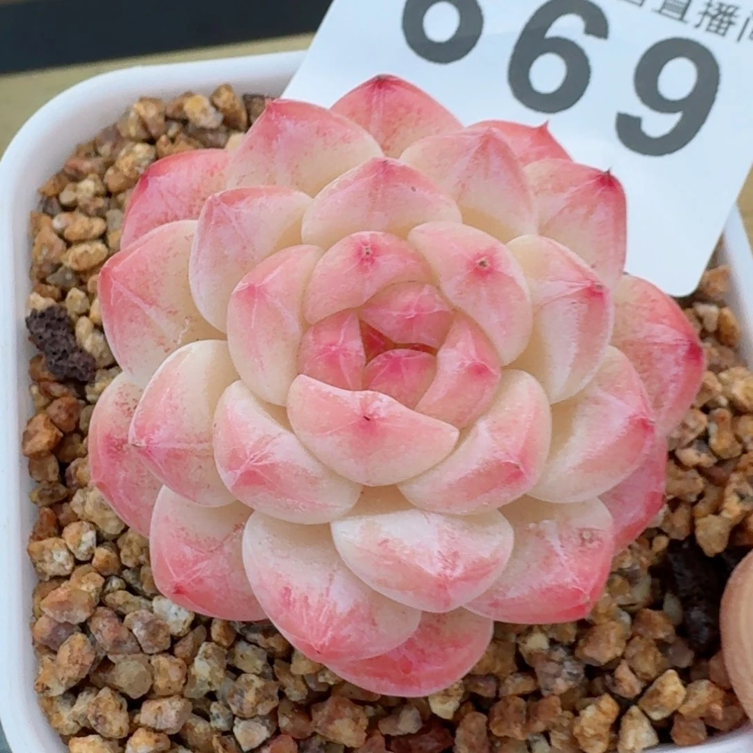 美心         精品多肉